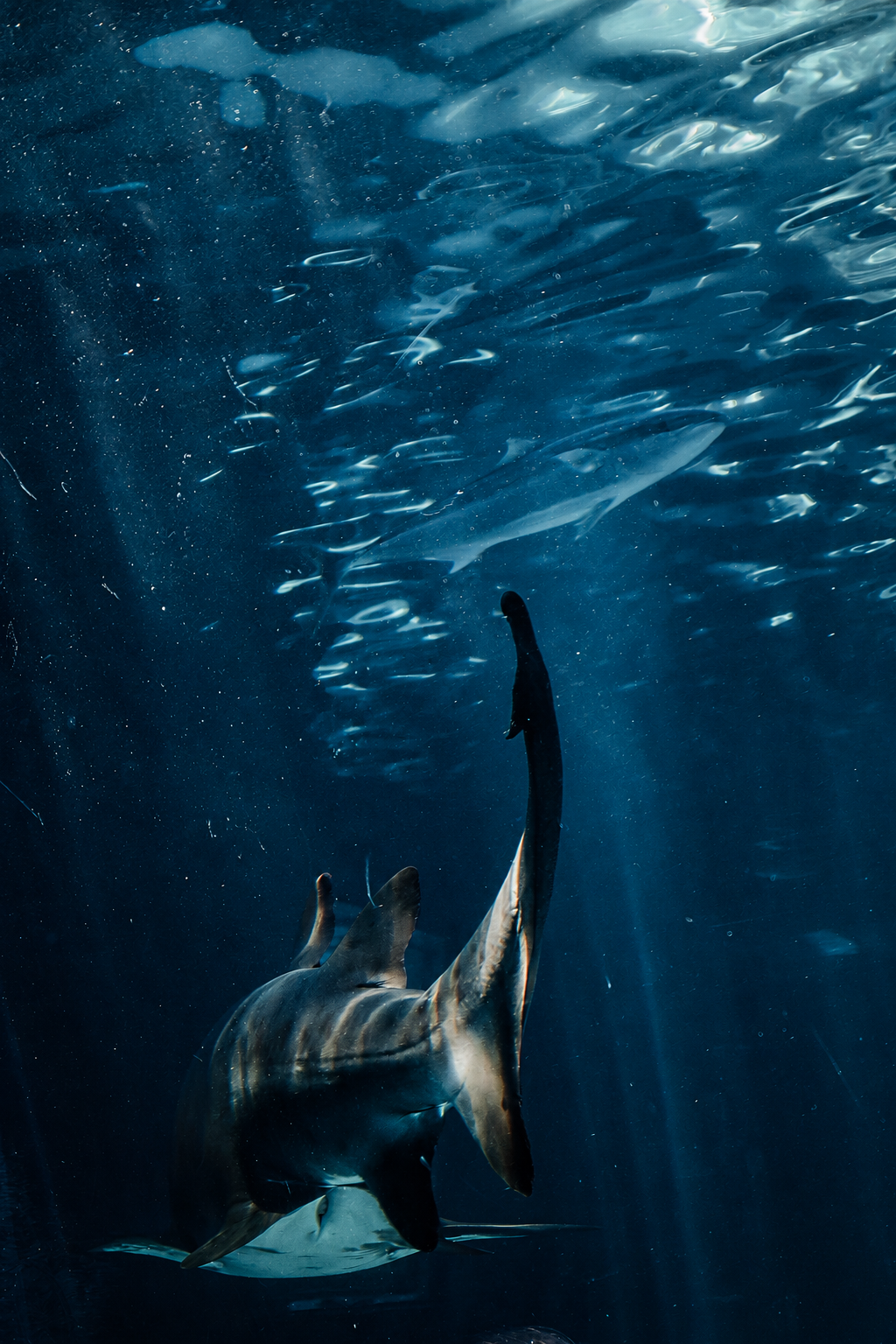 Dolphin ascending toward ocean surface, deep blue water
